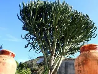 Bouganville Bed & Breakfast Cefalù